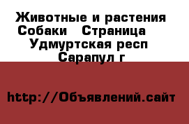 Животные и растения Собаки - Страница 5 . Удмуртская респ.,Сарапул г.